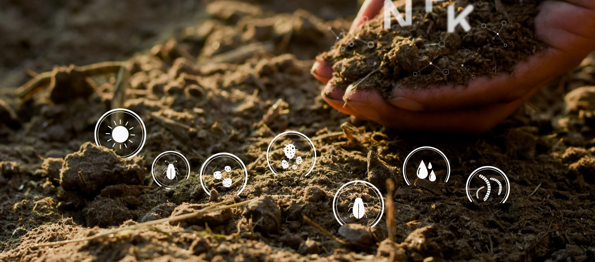 Soil Food Web Cursus